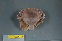 藏品(繁點紋腕蟹)的圖片